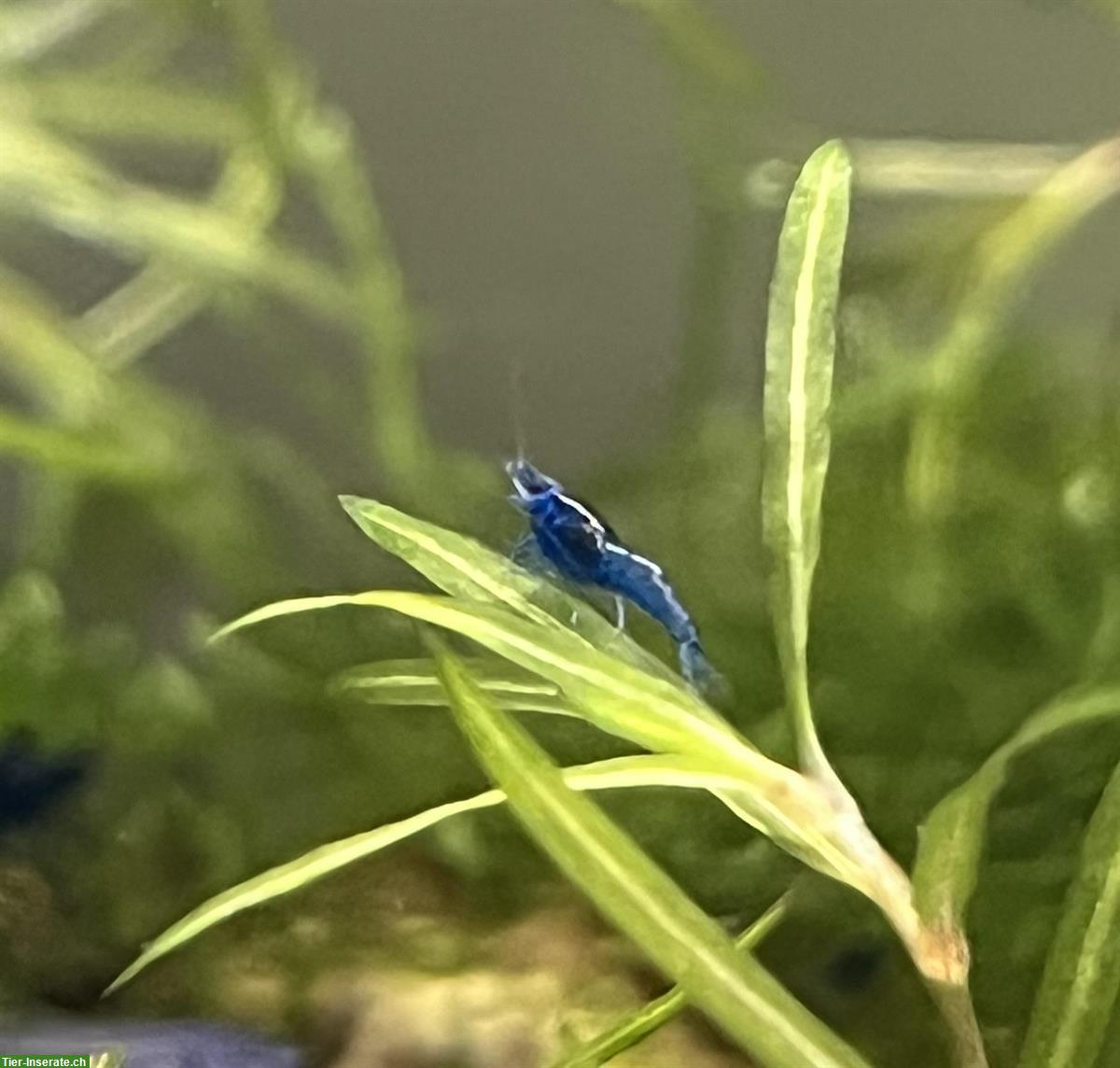 Bild 2: Neocaridina davidi blue Dream Garnelen