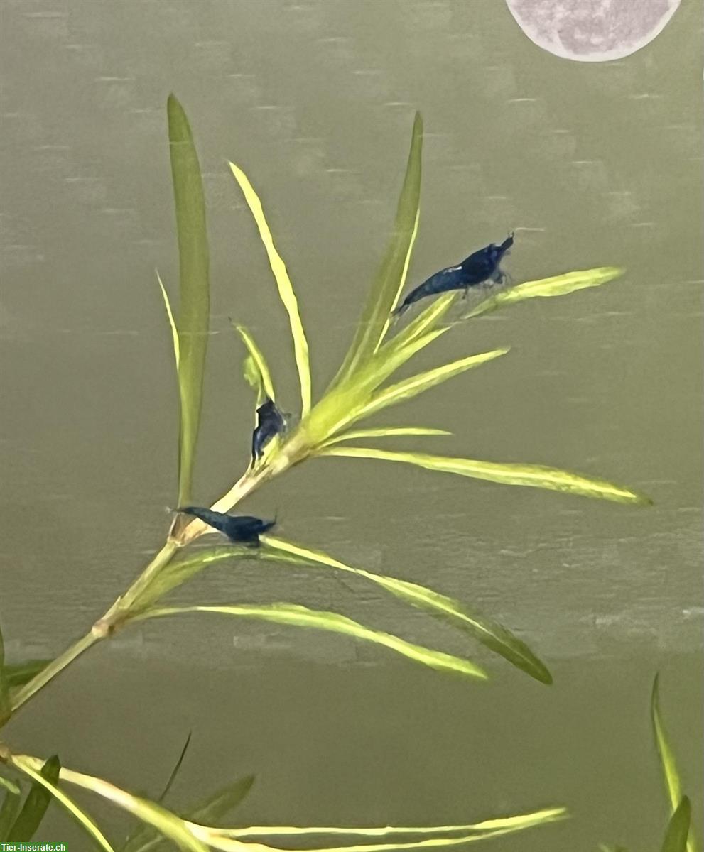 Bild 3: Neocaridina davidi blue Dream Garnelen