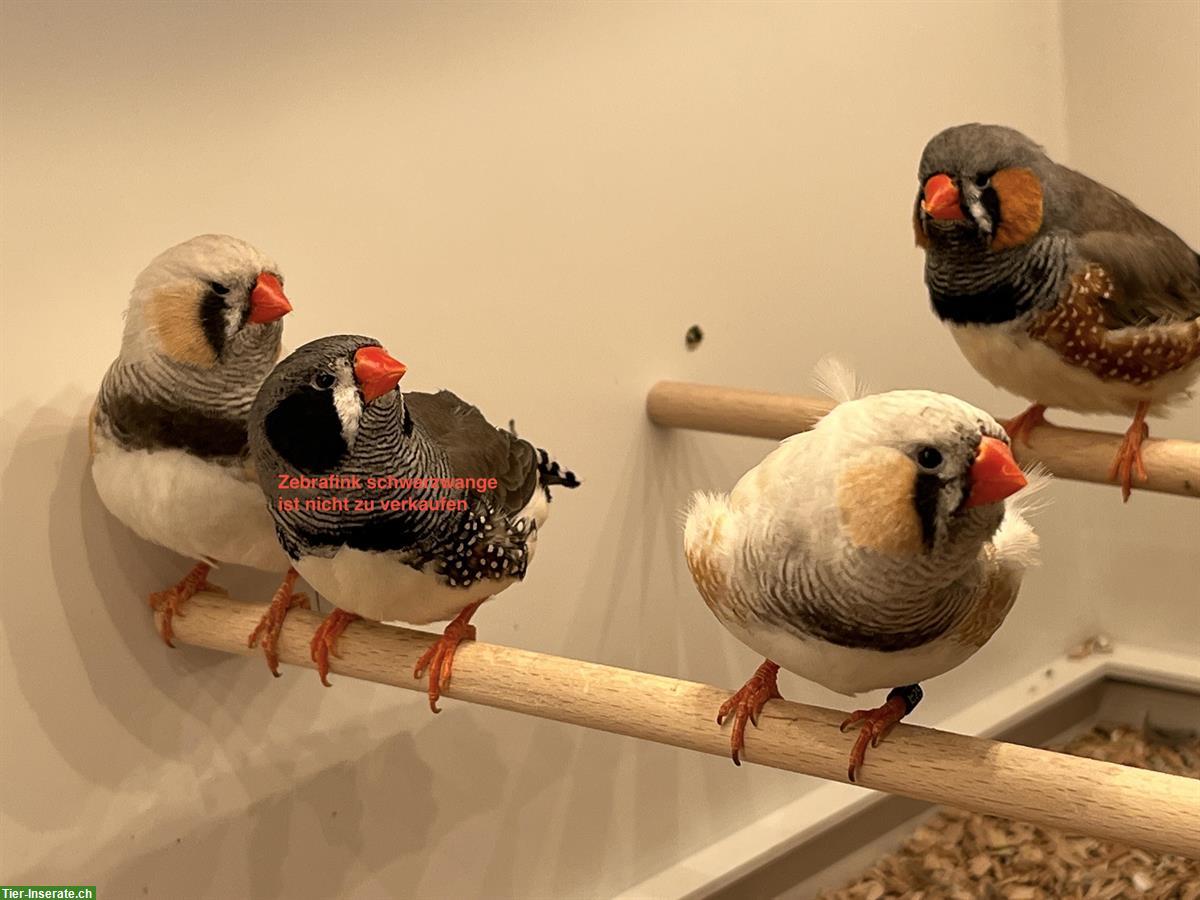 Junge Schau Zebrafinken zu verkaufen