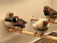 Junge Schau Zebrafinken zu verkaufen