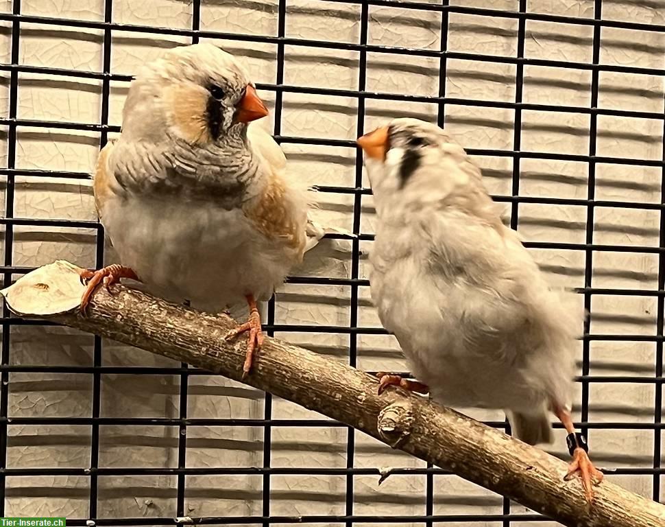 Bild 2: Junge Schau Zebrafinken zu verkaufen