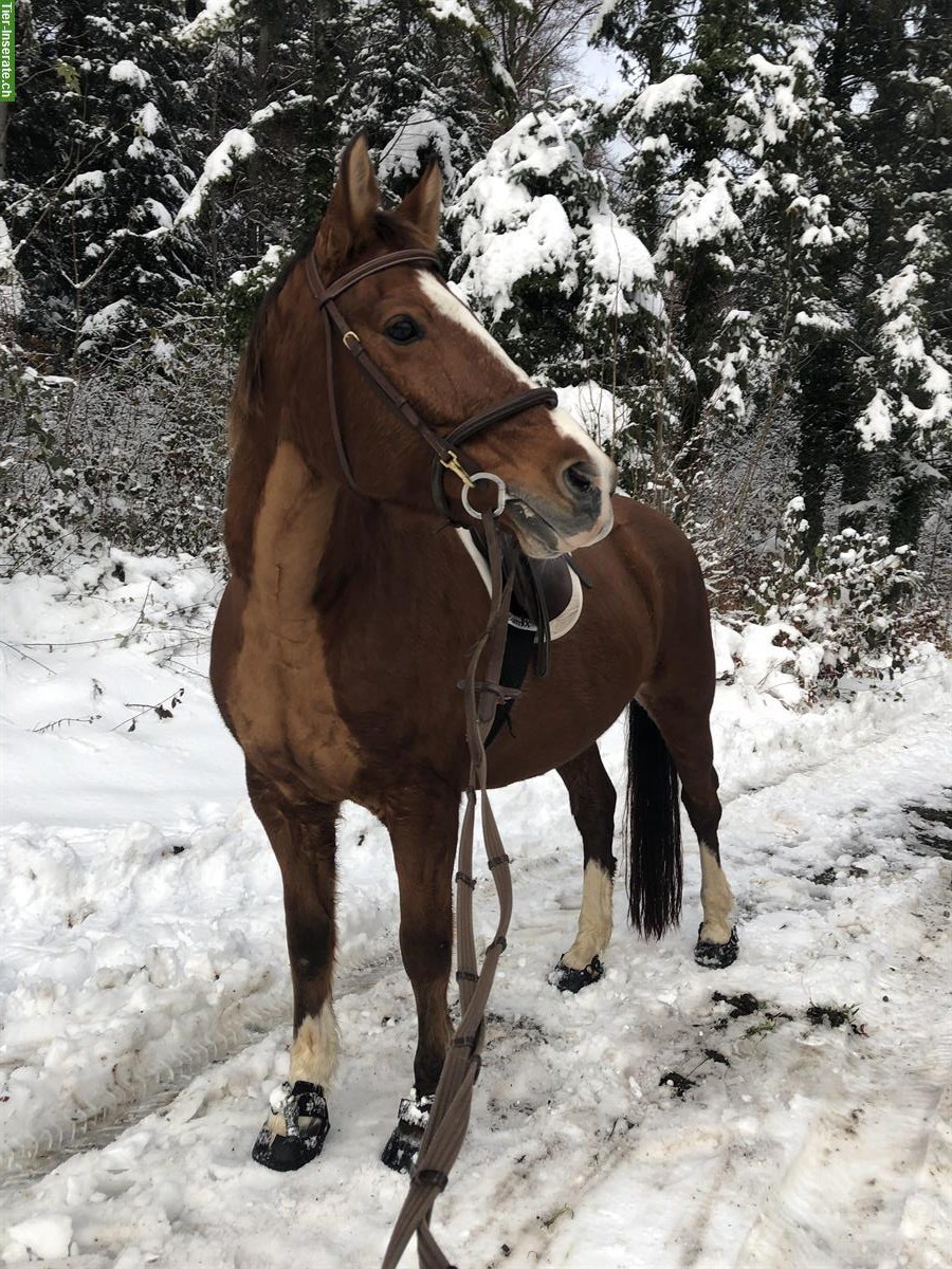 Motivierte Reiter:in gesucht für gut ausgebildetes Kleinpferd, Uttigen