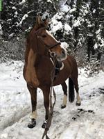 Motivierte Reiter:in gesucht für gut ausgebildetes Kleinpferd, Uttigen