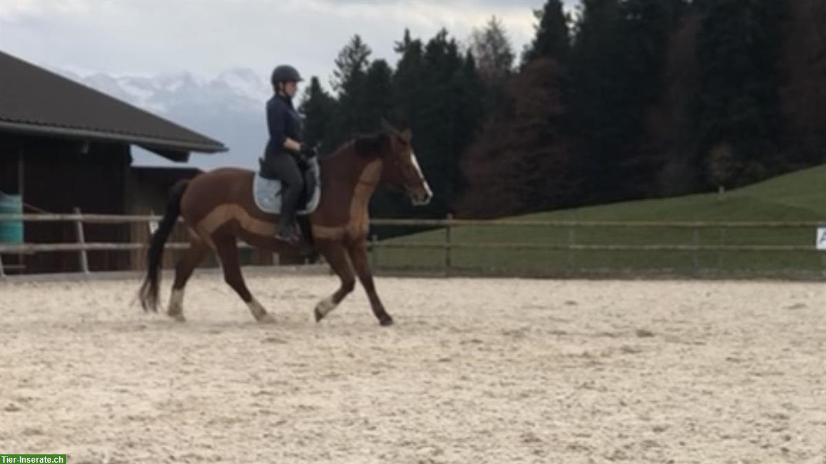 Bild 2: Motivierte Reiter:in gesucht für gut ausgebildetes Kleinpferd, Uttigen