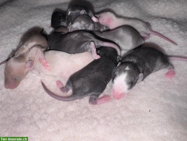 Rattenbabys m & w suchen ihren Lebensplatz, Dumbos & Standard