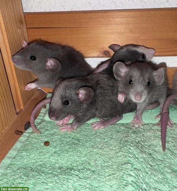 Bild 10: Rattenbabys m & w suchen ihren Lebensplatz, Dumbos & Standard
