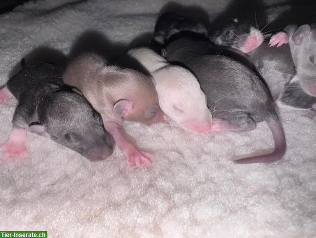 Bild 2: Rattenbabys m & w suchen ihren Lebensplatz, Dumbos & Standard