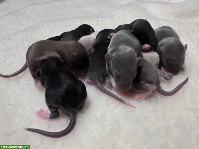 Bild 4: Rattenbabys m & w suchen ihren Lebensplatz, Dumbos & Standard