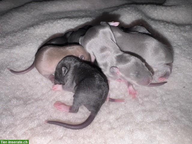 Bild 5: Rattenbabys m & w suchen ihren Lebensplatz, Dumbos & Standard