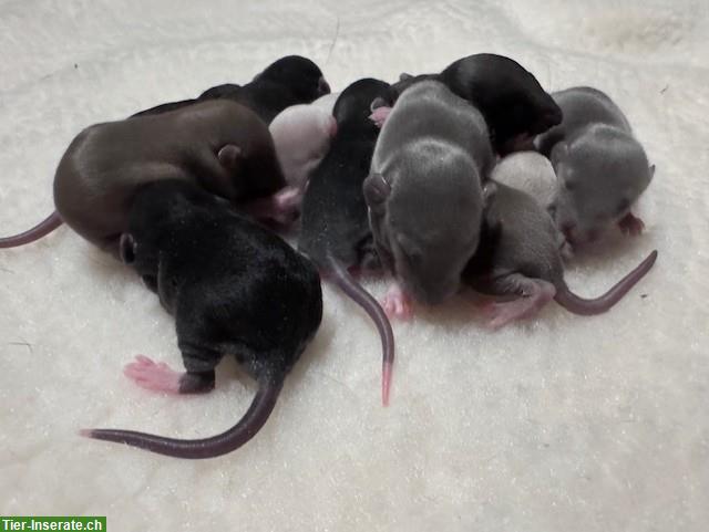 Bild 6: Rattenbabys m & w suchen ihren Lebensplatz, Dumbos & Standard