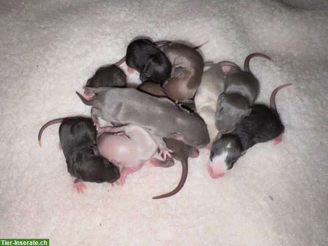 Bild 7: Rattenbabys m & w suchen ihren Lebensplatz, Dumbos & Standard
