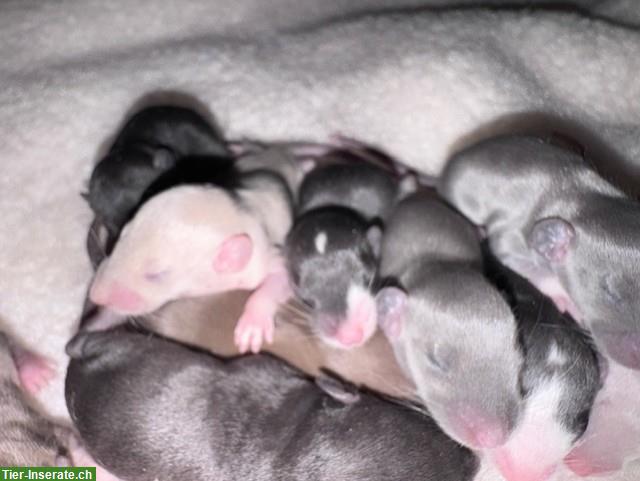 Bild 8: Rattenbabys m & w suchen ihren Lebensplatz, Dumbos & Standard