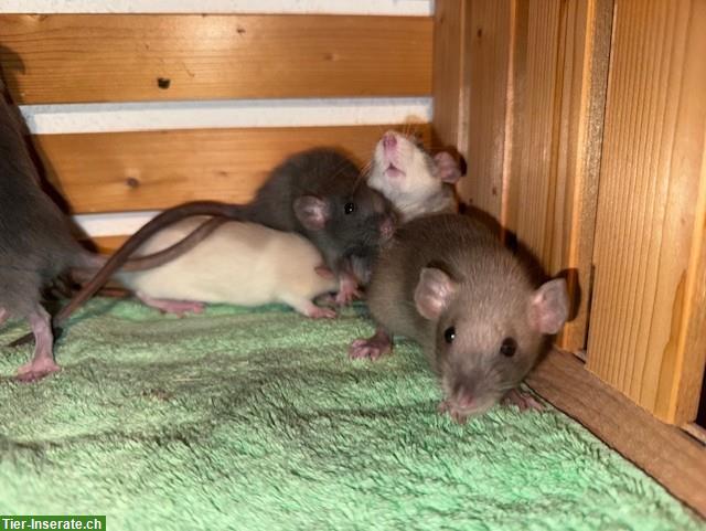 Bild 9: Rattenbabys m & w suchen ihren Lebensplatz, Dumbos & Standard