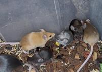 Junge Farbmäuse suchen ein liebes Zuhause