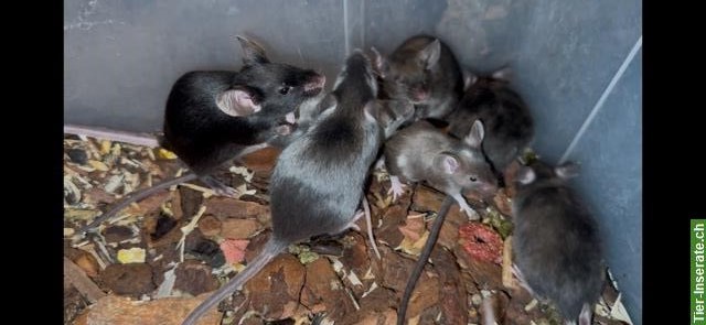 Bild 2: Junge Farbmäuse suchen ein liebes Zuhause