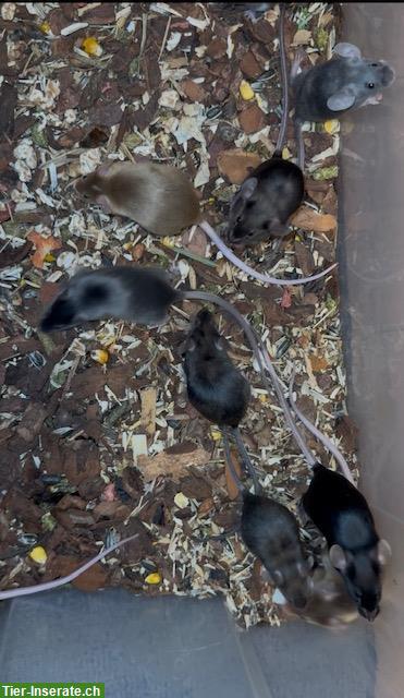 Bild 4: Junge Farbmäuse suchen ein liebes Zuhause