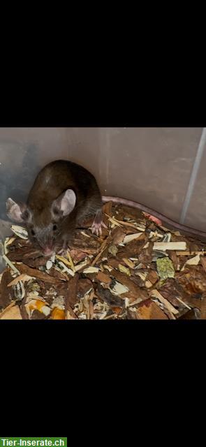 Bild 5: Junge Farbmäuse suchen ein liebes Zuhause