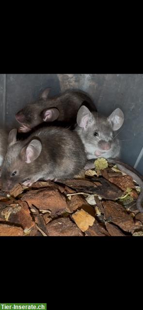 Bild 6: Junge Farbmäuse suchen ein liebes Zuhause