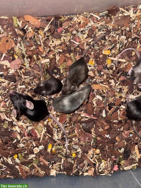 Bild 7: Junge Farbmäuse suchen ein liebes Zuhause