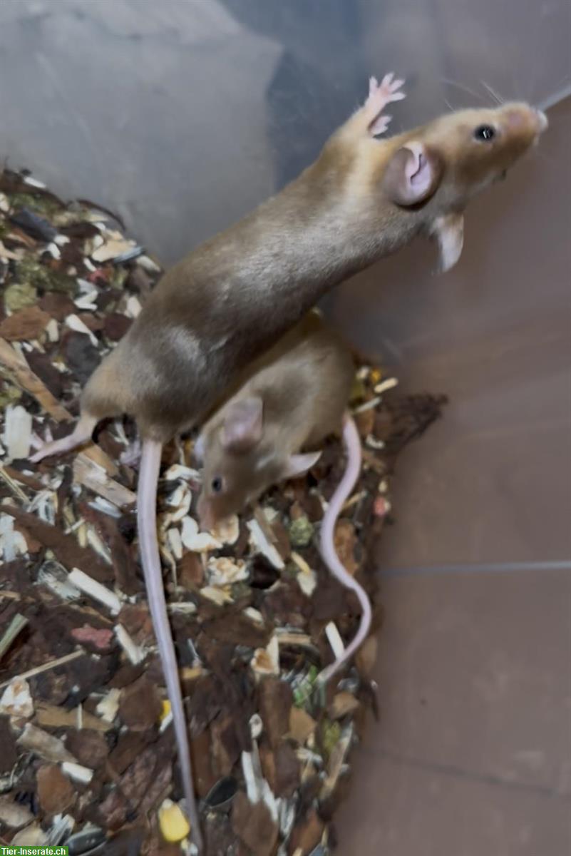 Bild 8: Junge Farbmäuse suchen ein liebes Zuhause