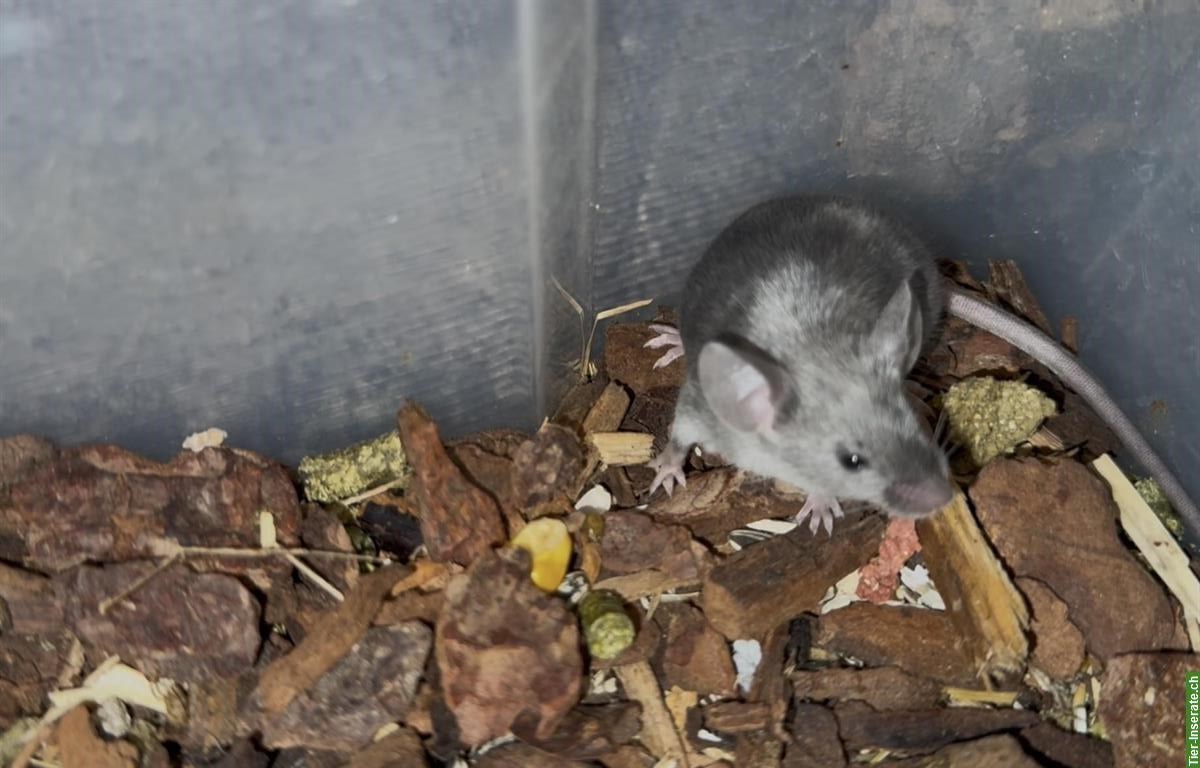 Bild 9: Junge Farbmäuse suchen ein liebes Zuhause