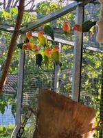 Agapornis Zuchtpaare zu verkaufen