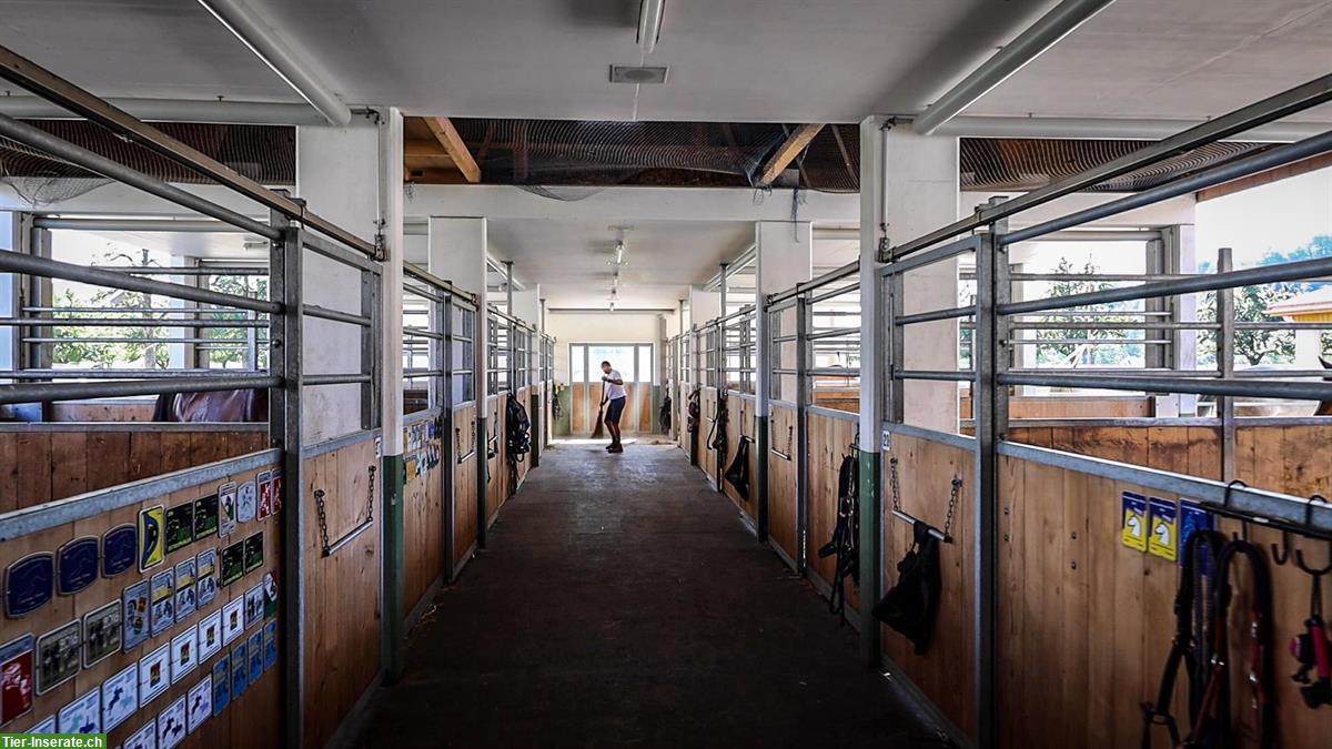 Bild 2: Auslaufboxen in Oberbüren SG zu vermieten