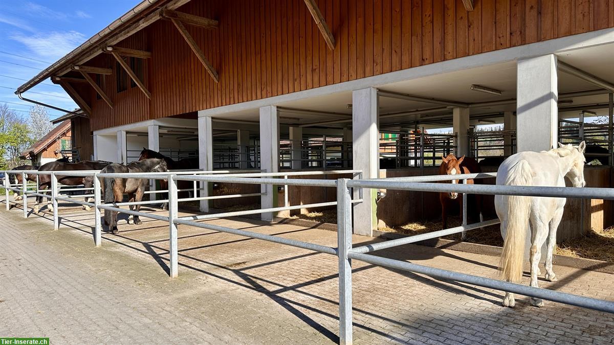 Bild 3: Auslaufboxen in Oberbüren SG zu vermieten