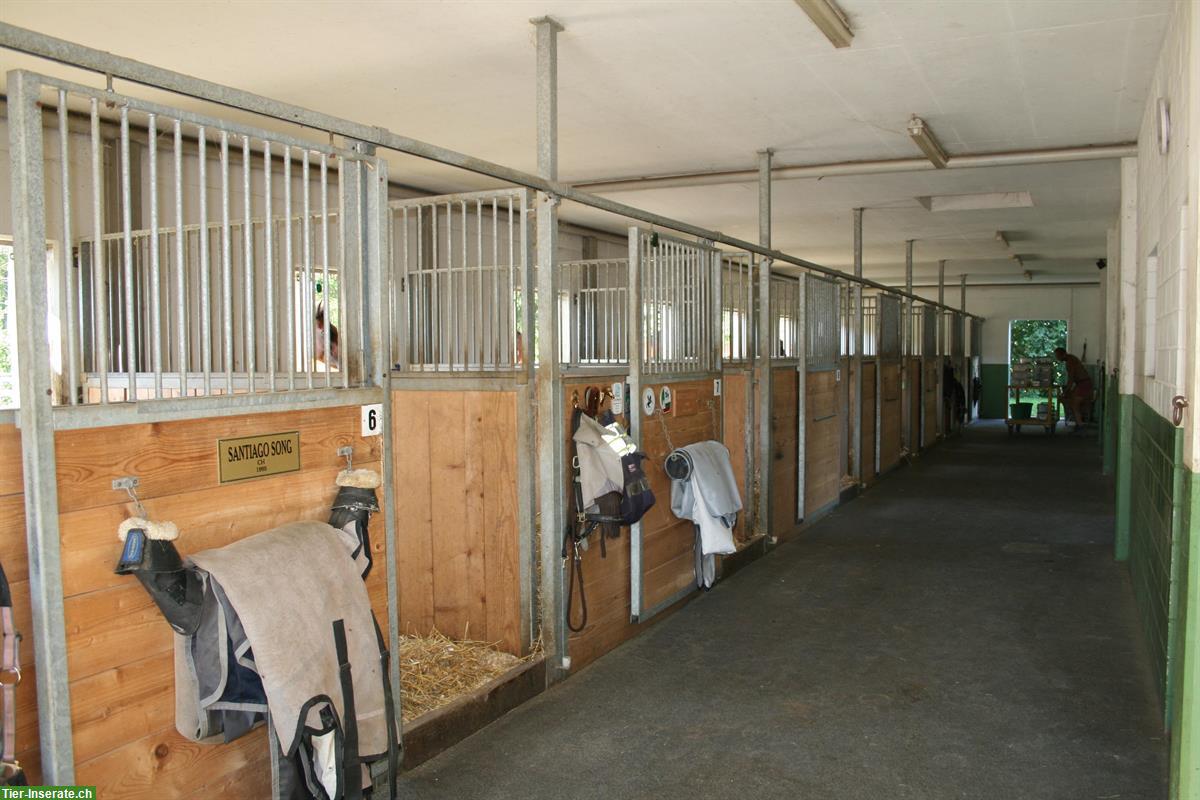 Bild 4: Auslaufboxen in Oberbüren SG zu vermieten