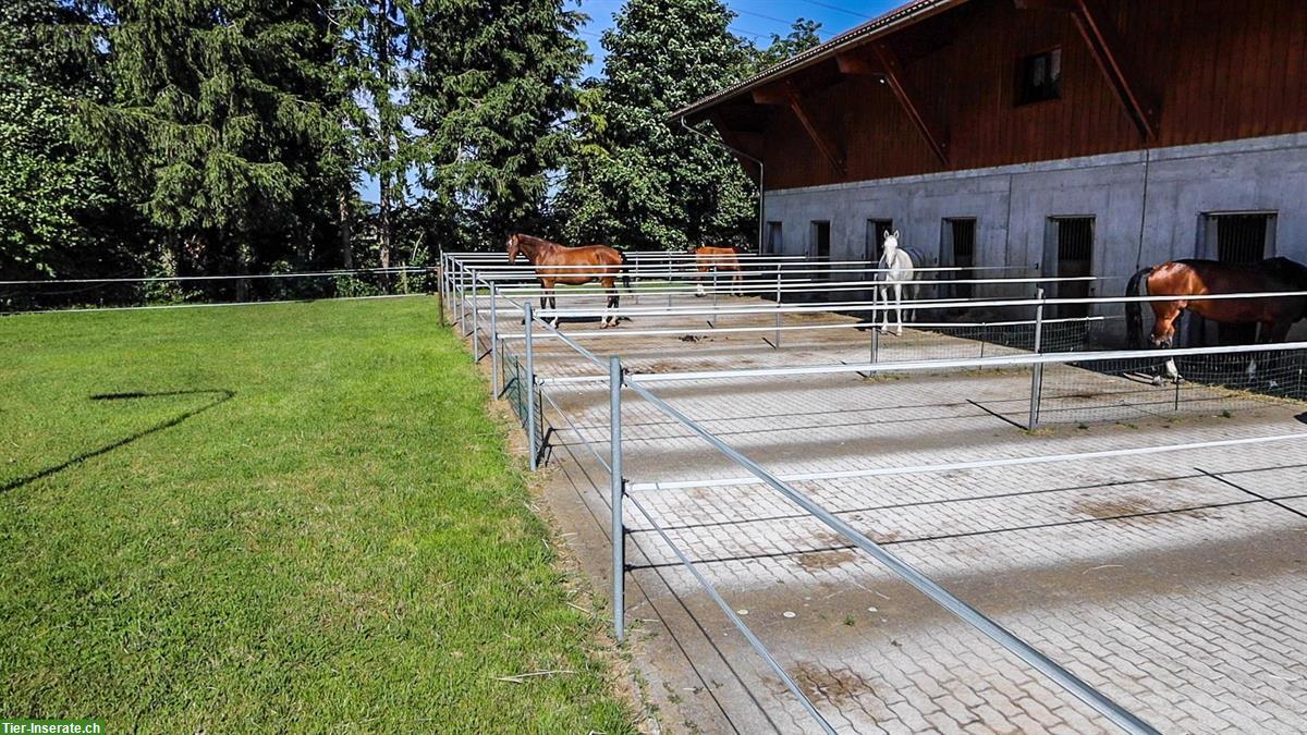 Bild 5: Auslaufboxen in Oberbüren SG zu vermieten