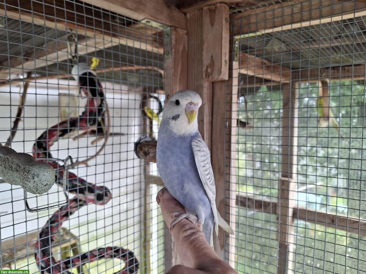 Wellensittiche vom Herbst 2025 aus Hobbyzucht