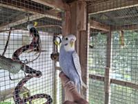 Wellensittiche vom Herbst 2025 aus Hobbyzucht