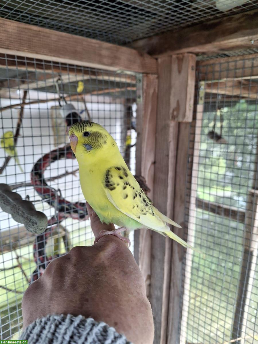 Bild 2: Wellensittiche vom Herbst 2025 aus Hobbyzucht