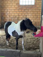 Shetty-Stute, 8-jährig, charakterstark