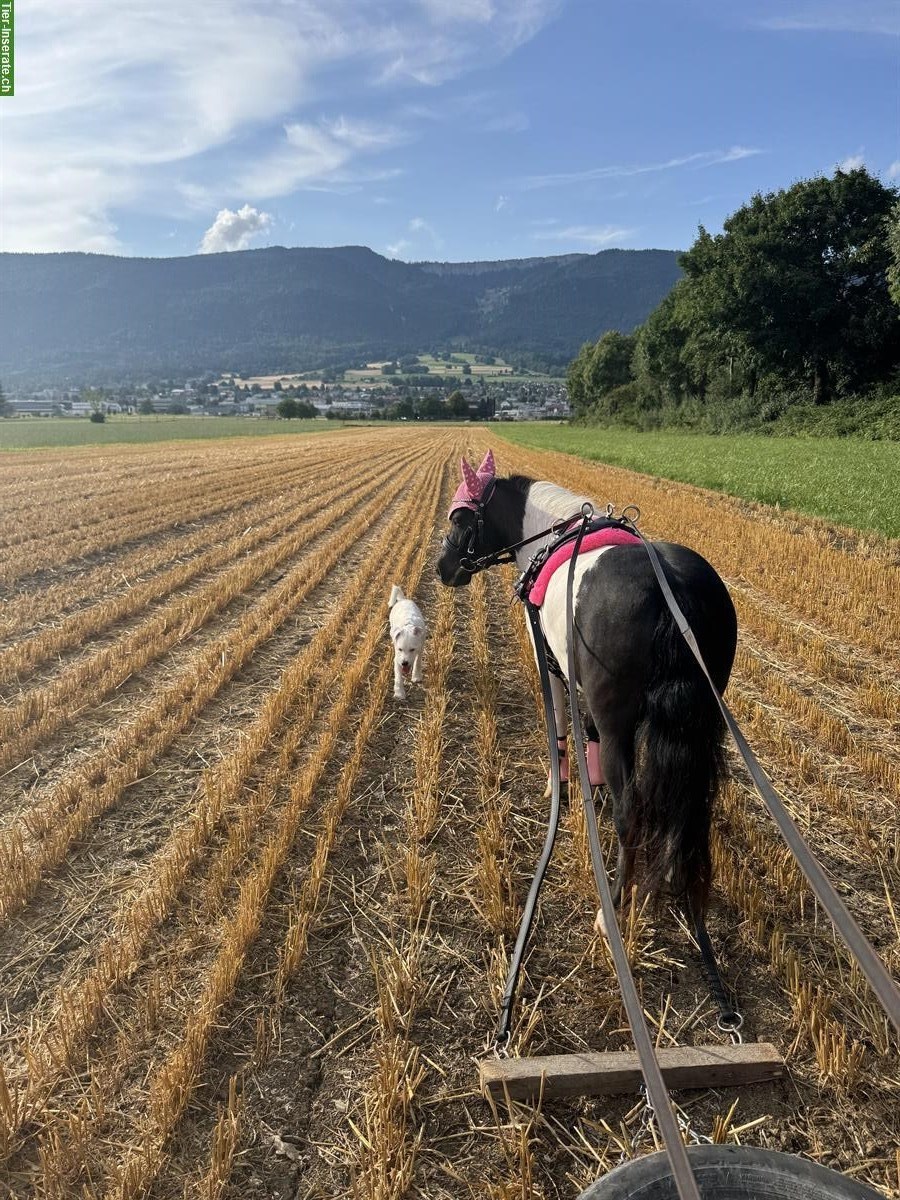 Bild 2: Shetty-Stute, 8-jährig, charakterstark