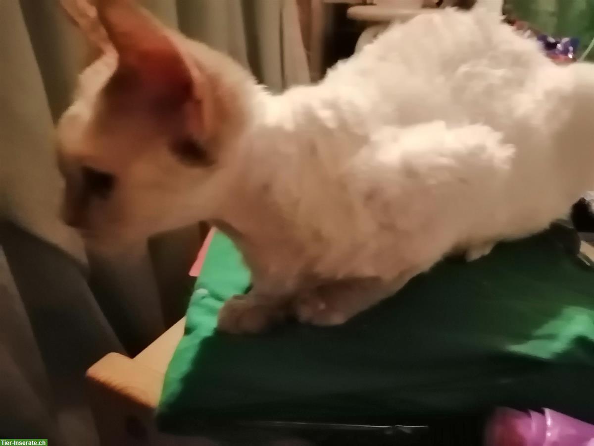 Devon Rex Kitten, weiblich, keine Einzelhaltung!