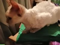 Devon Rex Kitten, weiblich, keine Einzelhaltung!