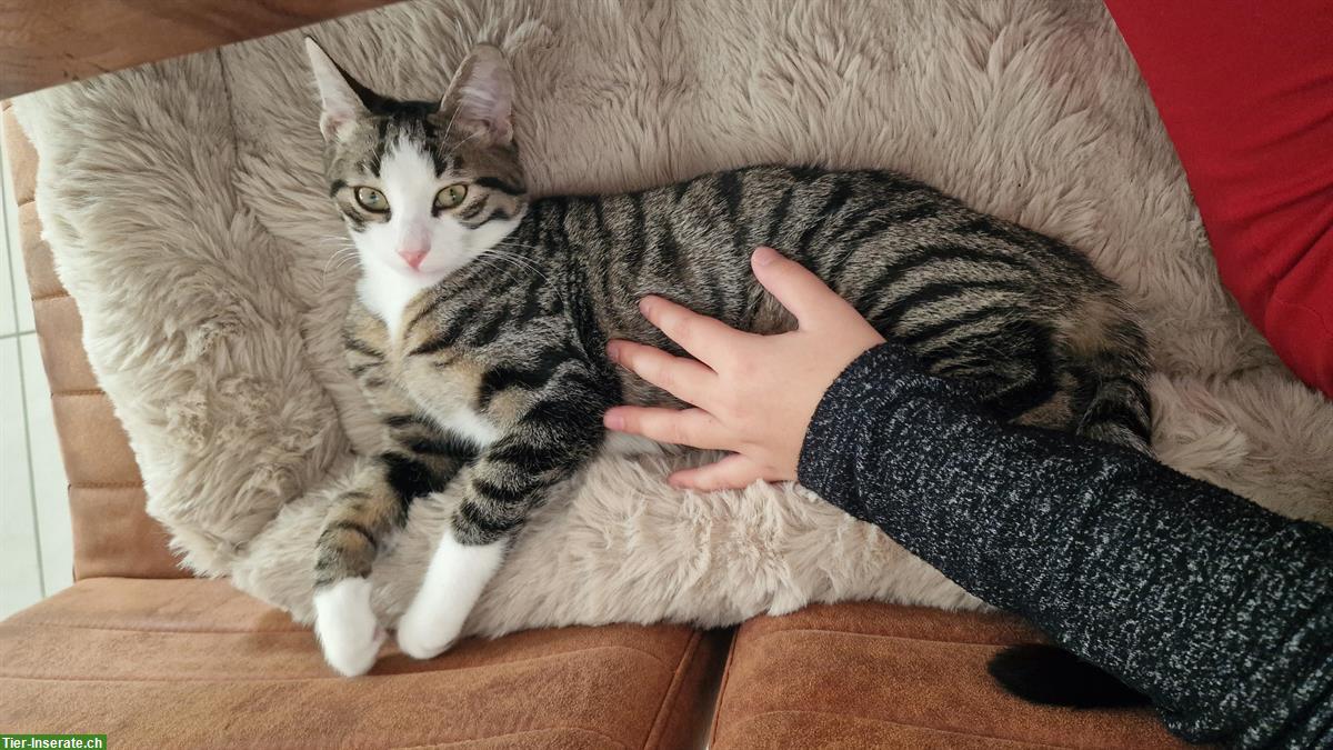 Katzengeschwister Nala & Yoshi suchen ein neues Zuhause