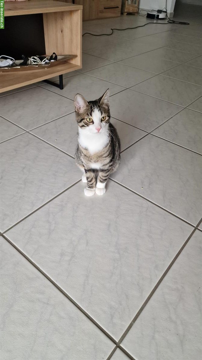 Bild 2: Katzengeschwister Nala & Yoshi suchen ein neues Zuhause