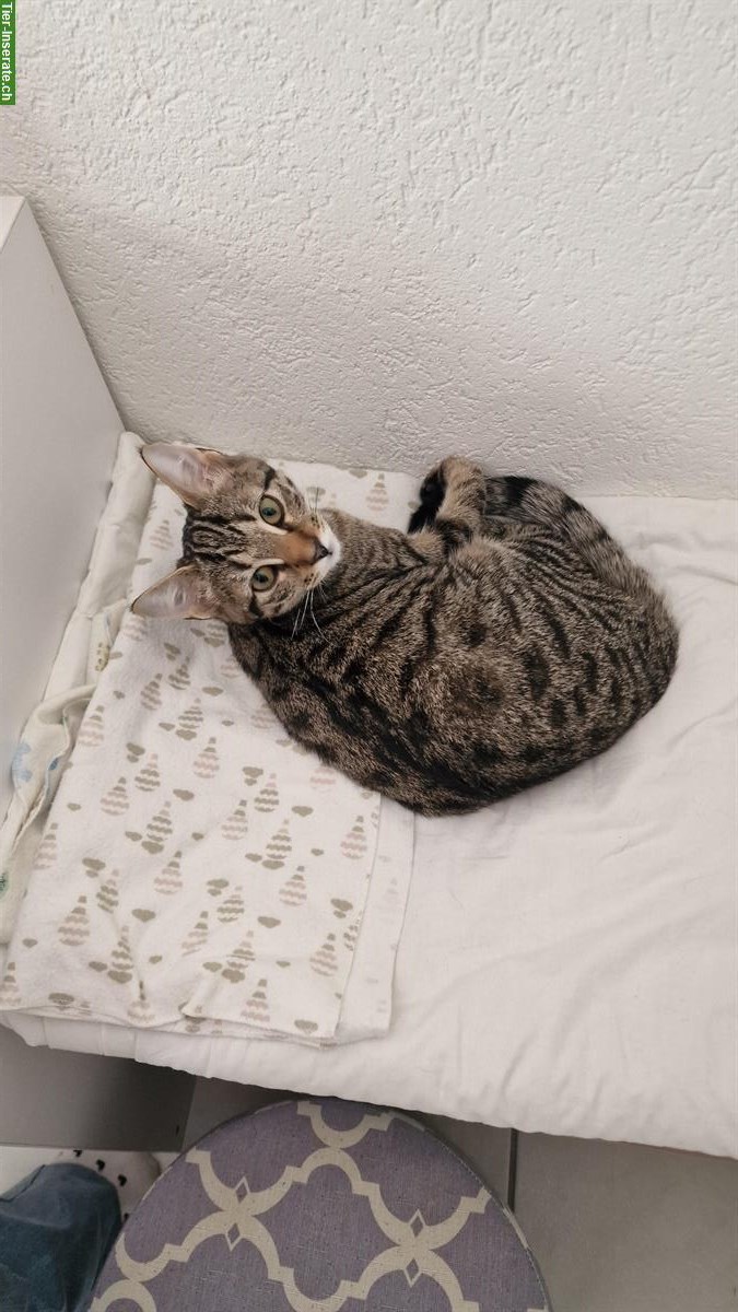 Bild 3: Katzengeschwister Nala & Yoshi suchen ein neues Zuhause