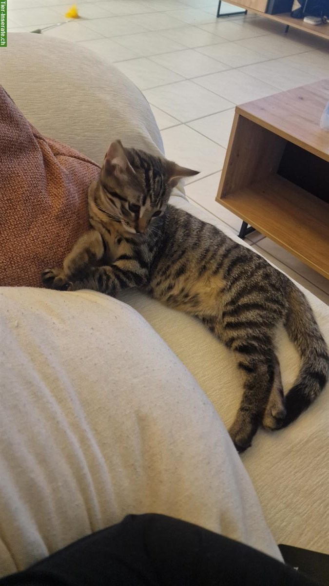 Bild 4: Katzengeschwister Nala & Yoshi suchen ein neues Zuhause