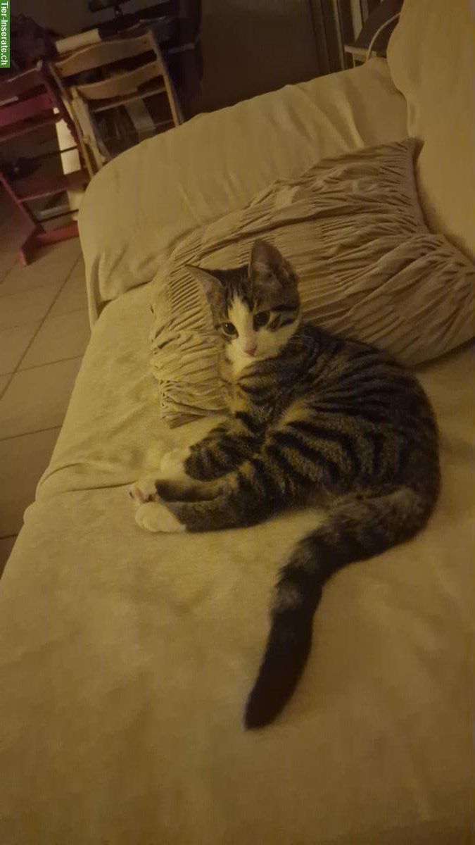 Bild 5: Katzengeschwister Nala & Yoshi suchen ein neues Zuhause