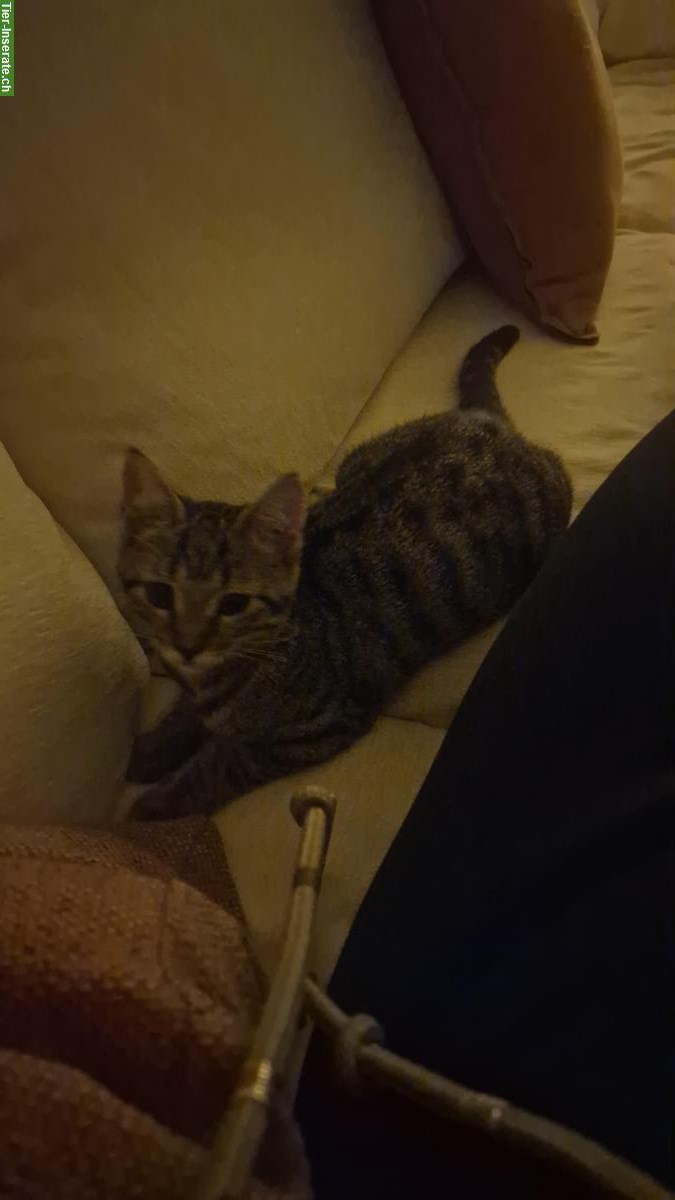 Bild 6: Katzengeschwister Nala & Yoshi suchen ein neues Zuhause