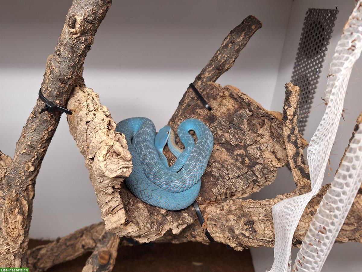 1.1 blaue Insel-Bambusotter (Trimeresurus insularis)