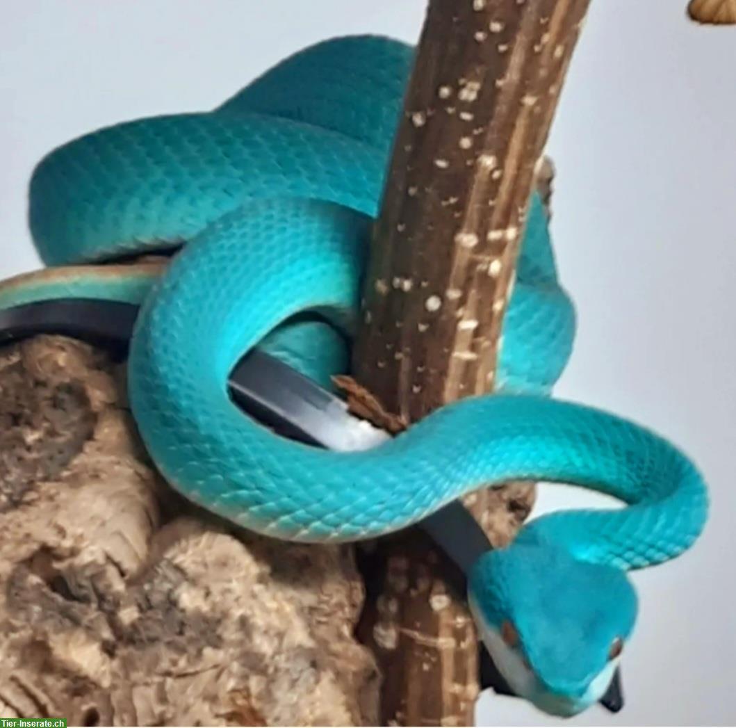 Bild 2: 1.1 blaue Insel-Bambusotter (Trimeresurus insularis)