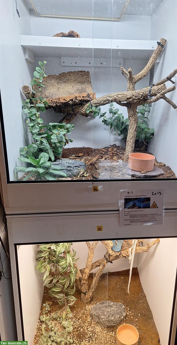 Bild 3: 1.1 blaue Insel-Bambusotter (Trimeresurus insularis)