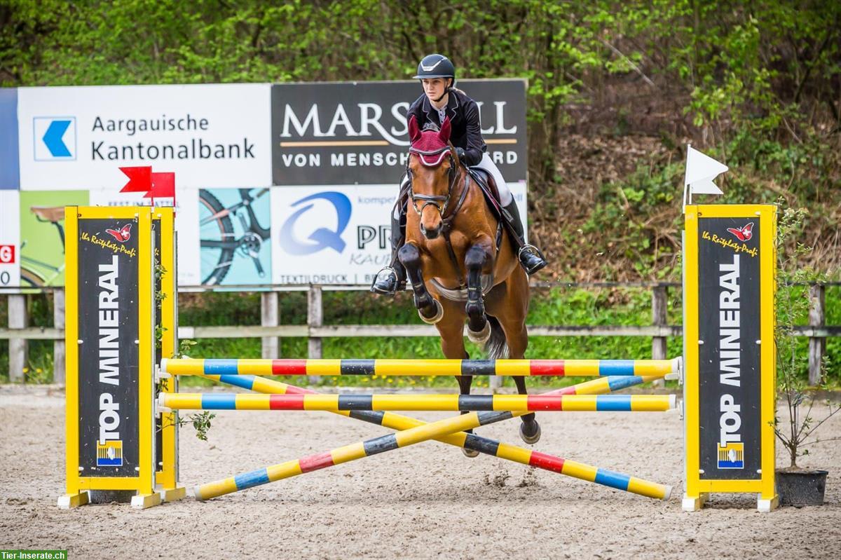 Bild 3: KWPN Zuchtstute mit Top Abstammung und Charakter