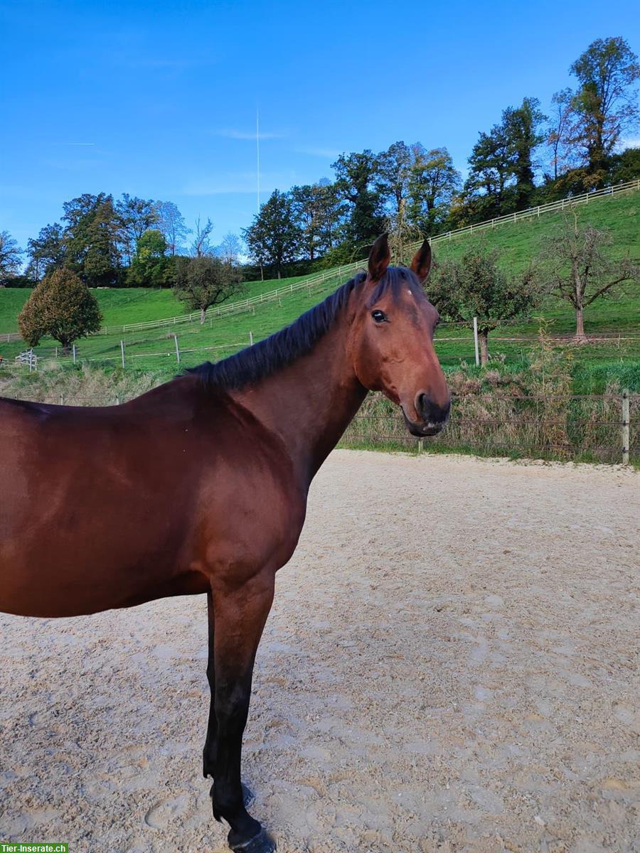 Bild 4: KWPN Zuchtstute mit Top Abstammung und Charakter