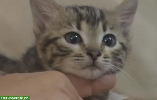 Bengal Kitten, weiblich, 12 Wochen sucht ein Zuhause