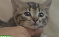 Bengal Kitten, weiblich, 12 Wochen sucht ein Zuhause